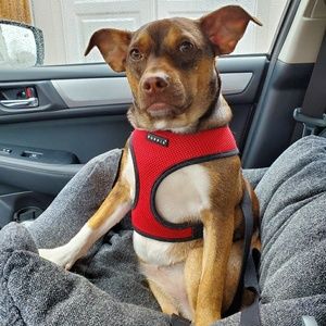 Meet your Posher, Ilene